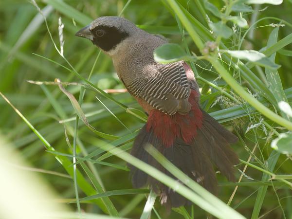<h3><a href="/trips/tanzania/biota/animalia/chordata/aves/040 passeriformes/115 estrildidae/estrilda erythronotos/estrilda erythronotos-nl.html">Estrilda&nbsp;erythronotos</a> / Black‑faced&nbsp;waxbill / Elfenastrild</h3>OM-1 Mark II met OLYMPUS M.150-400mm F4.5, 1/2000 sec  bij F4.5, ISO 2500, afstand 4.79&nbsp;m